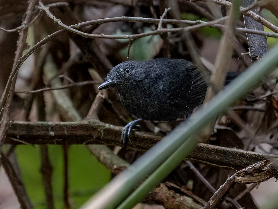 Riparian Antbird