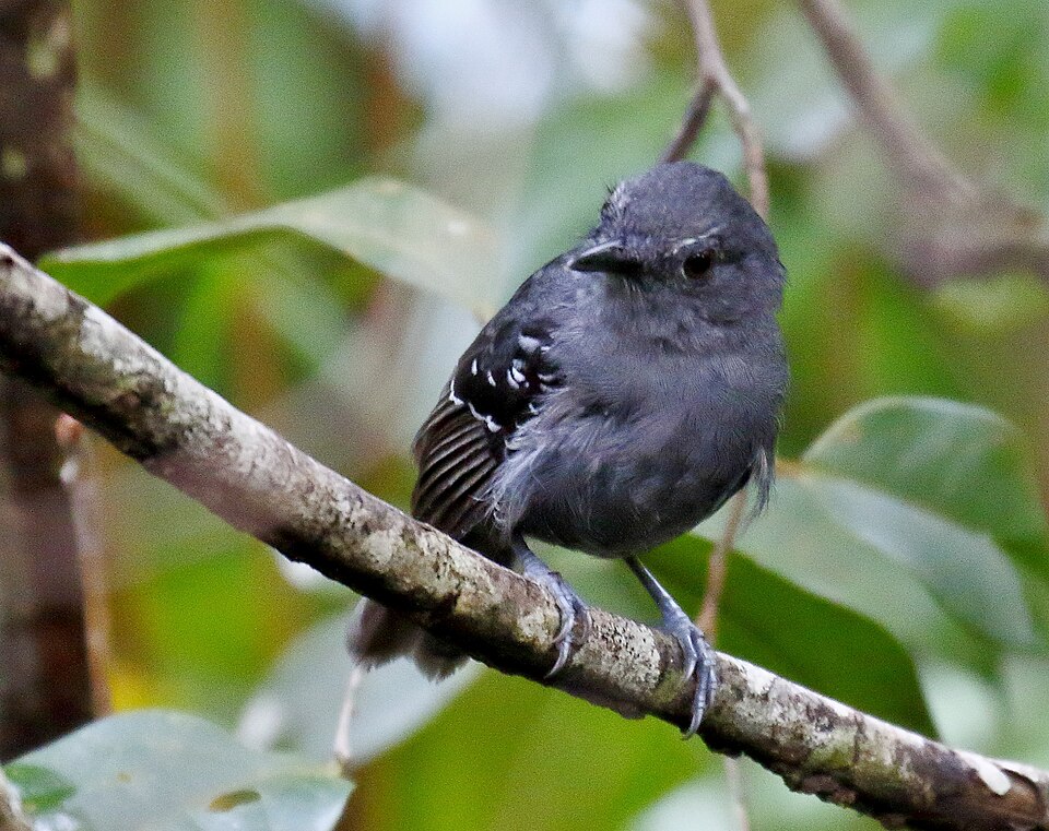 Willis's Antbird