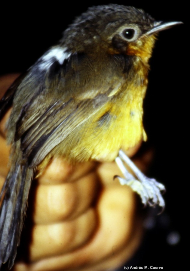 Parker's Antbird