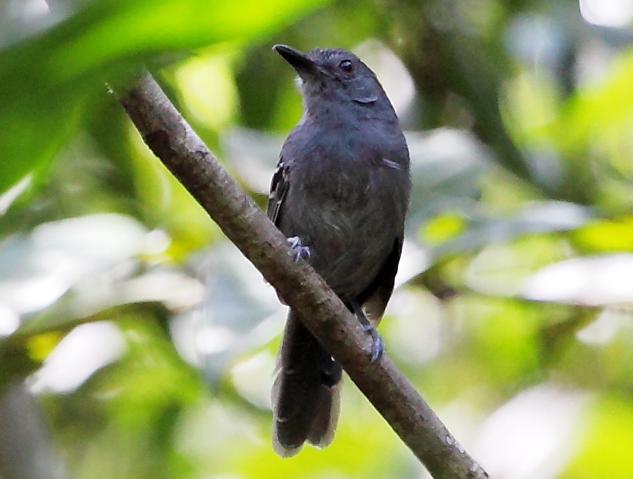 Dusky Antbird