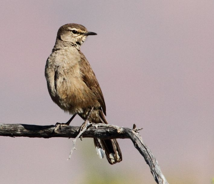 Karoo Scrub Robin