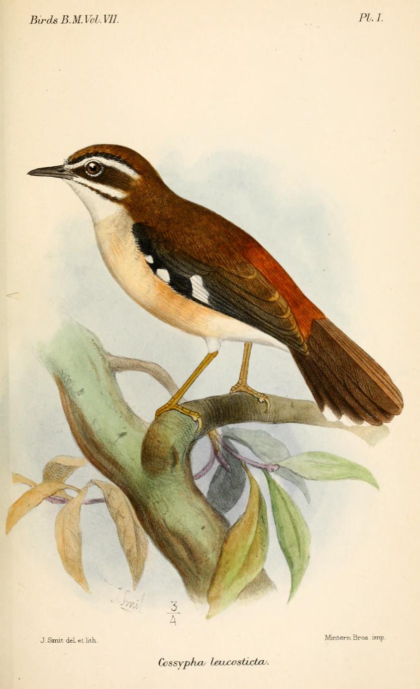 Forest Scrub Robin