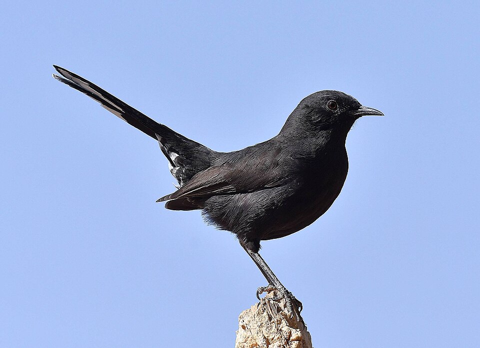 Black Scrub Robin