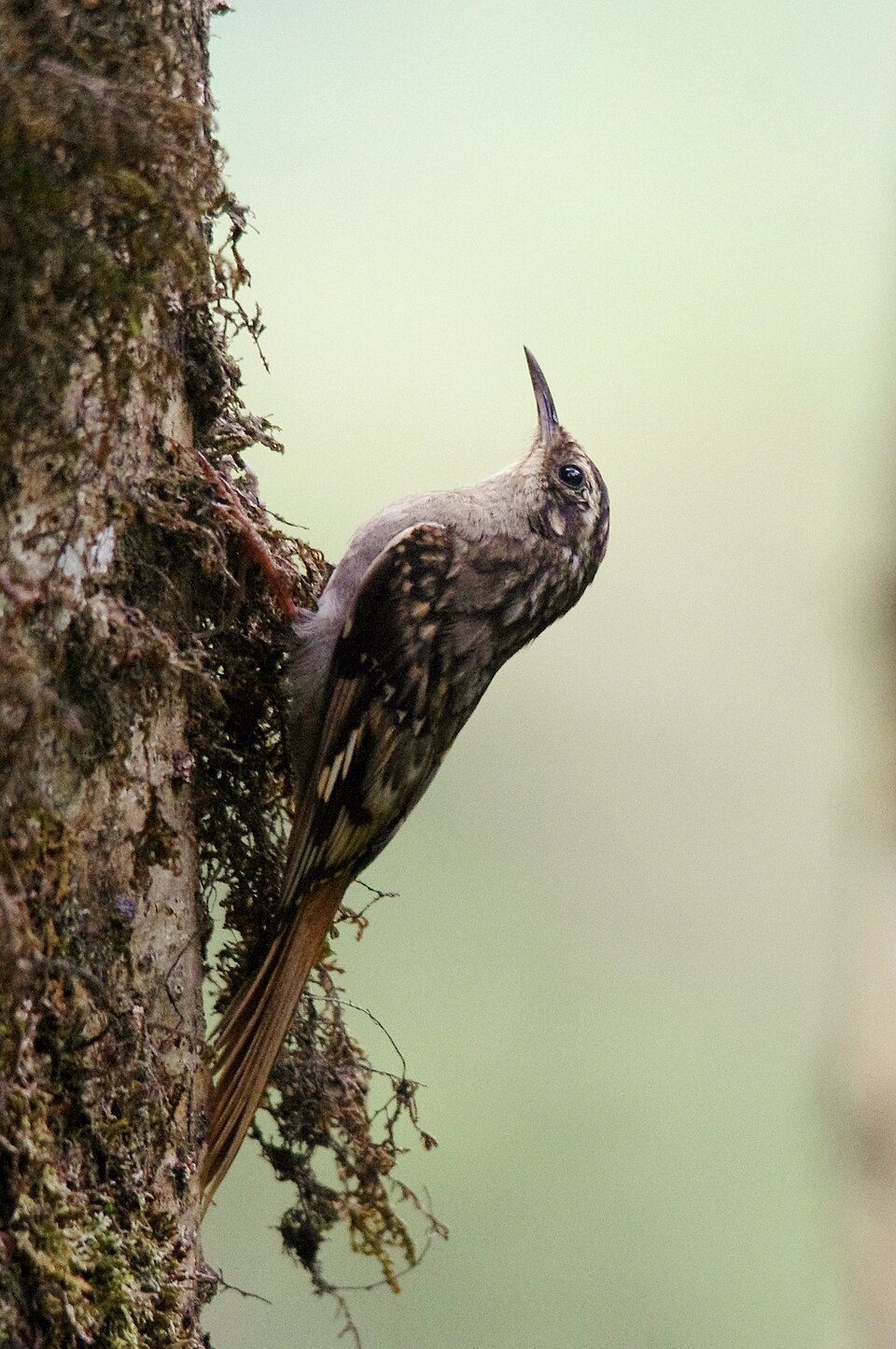 Sikkim Treecreeper