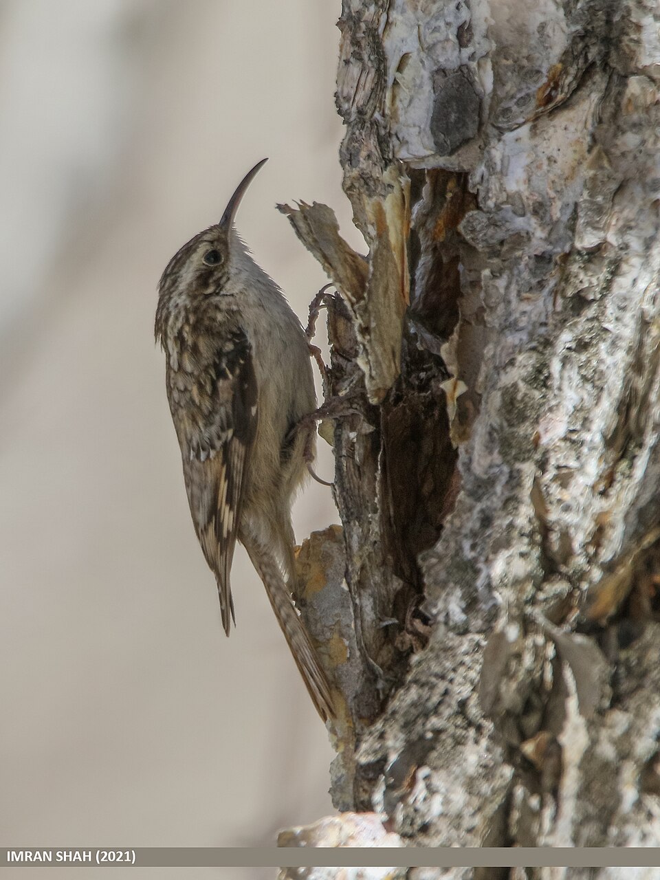 Bar-tailed Treecreeper