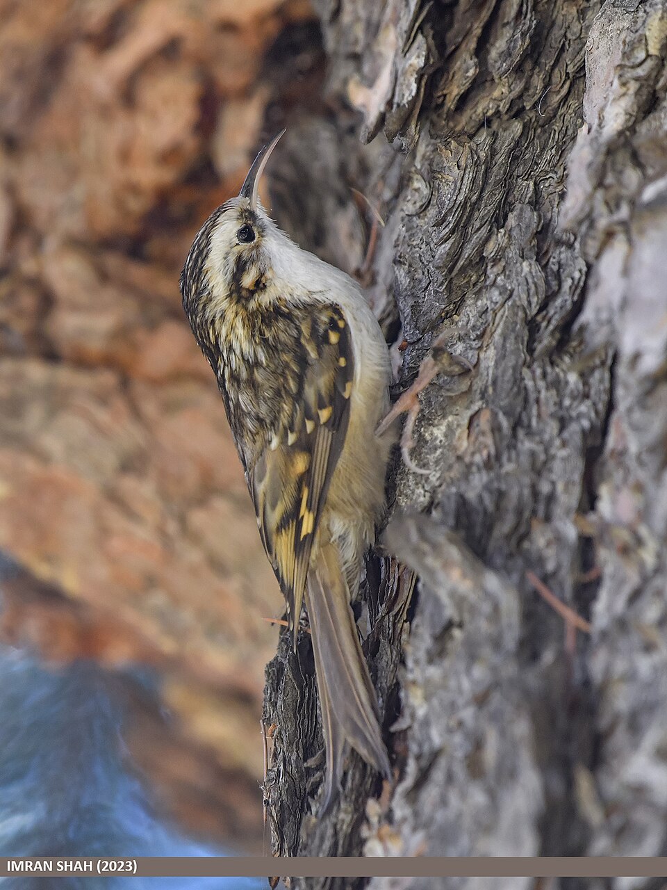 Hodgson's Treecreeper