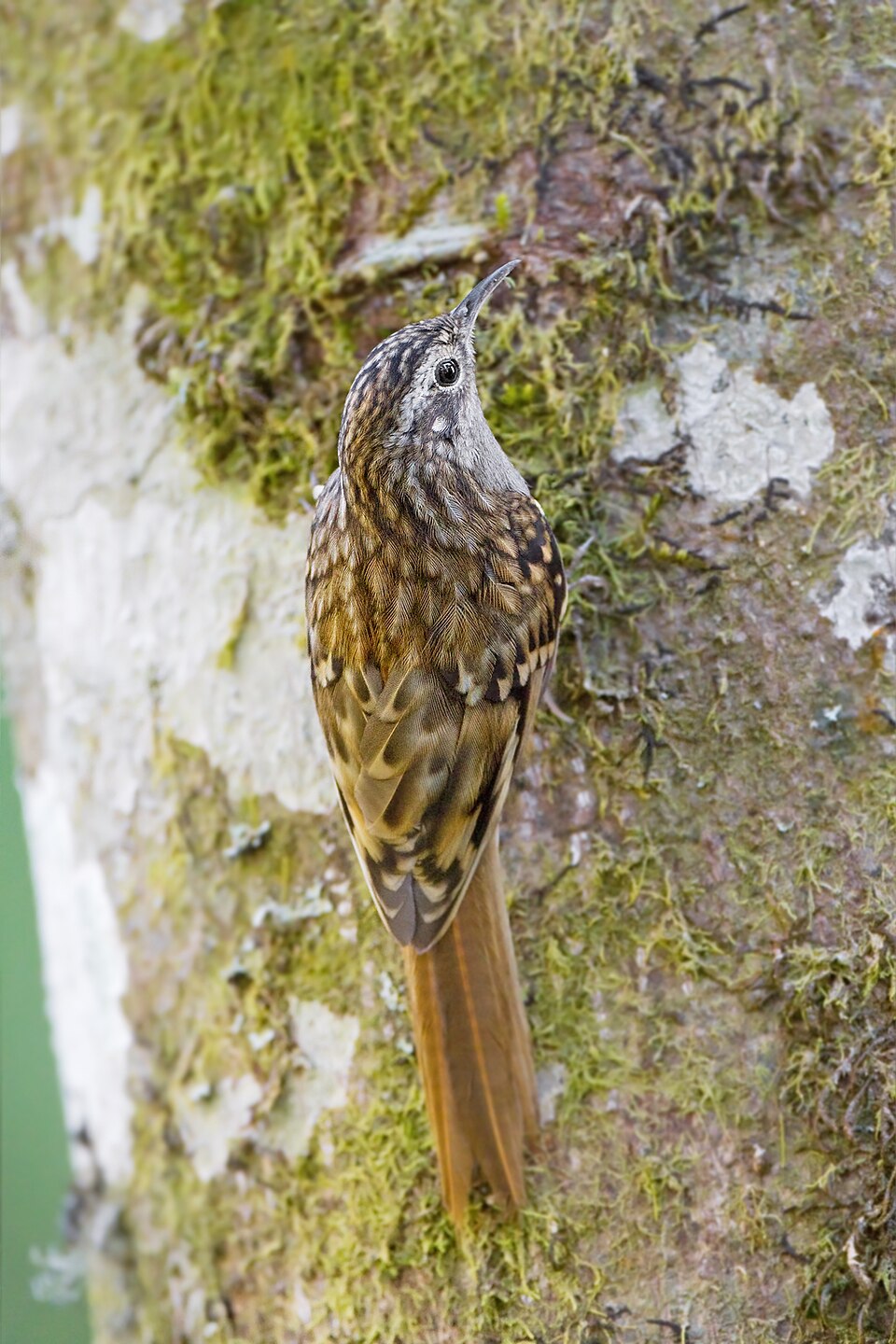 Hume's Treecreeper