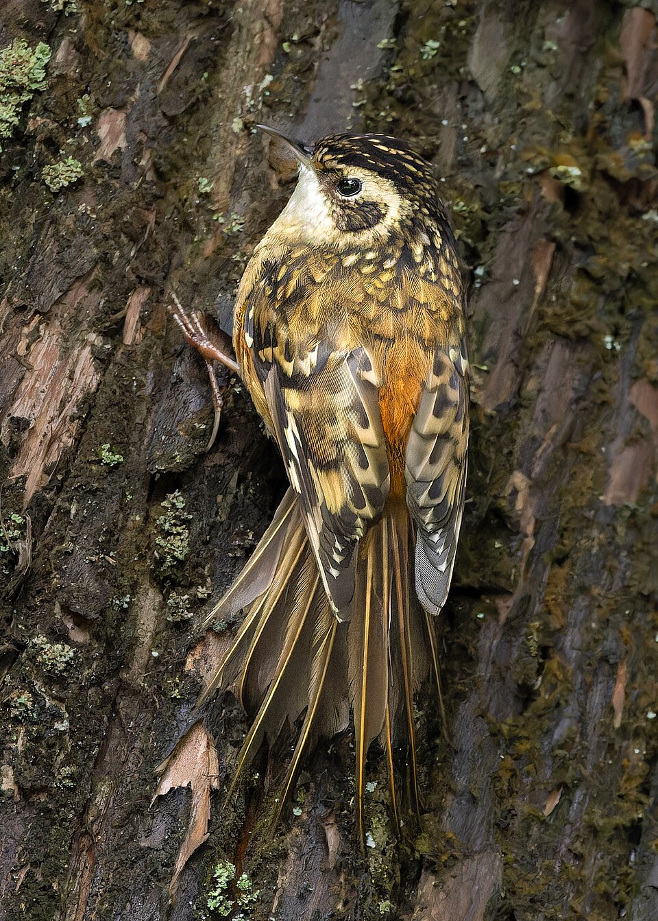 Rusty-flanked Treecreeper