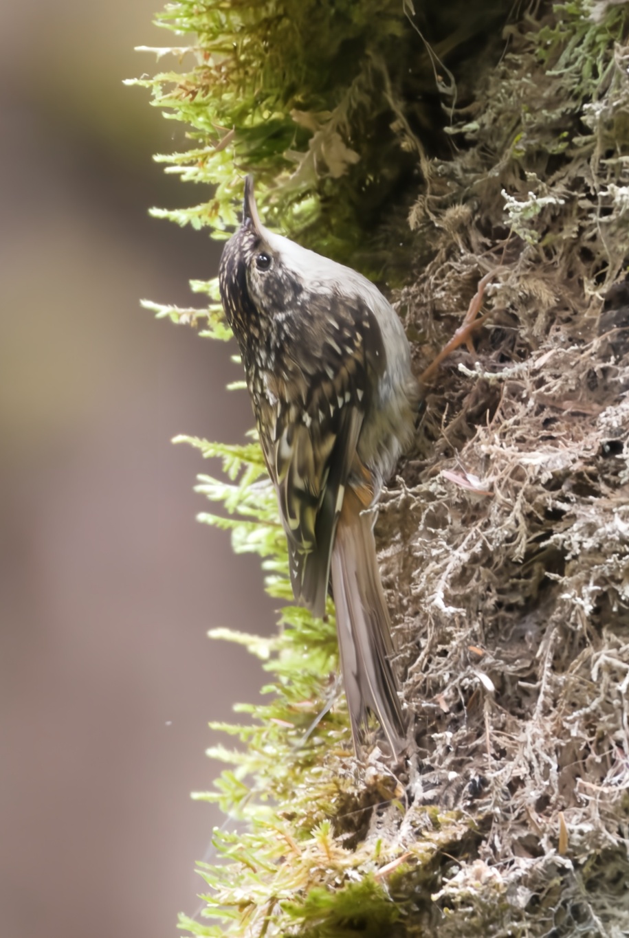 Sichuan Treecreeper