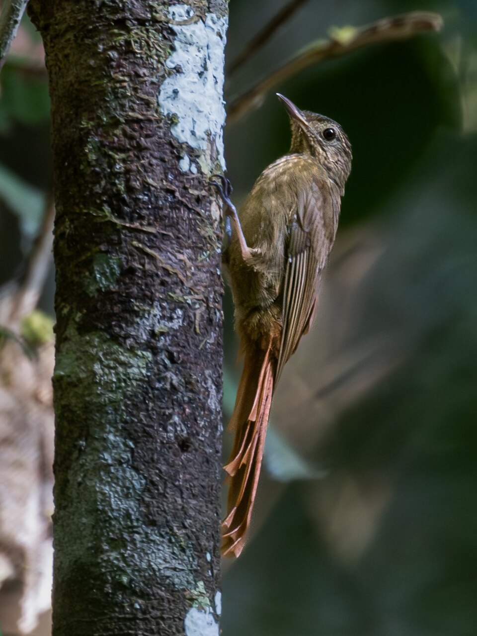 Spot-throated Woodcreeper