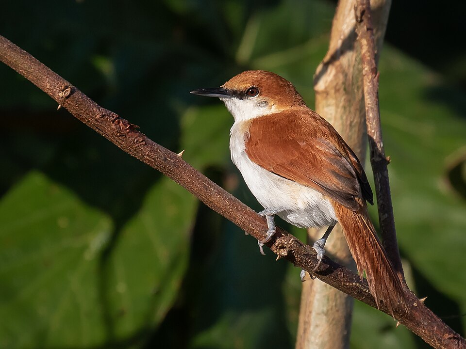 Red-and-white Spinetail