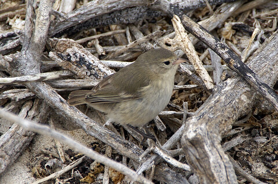 Grey Warbler-Finch