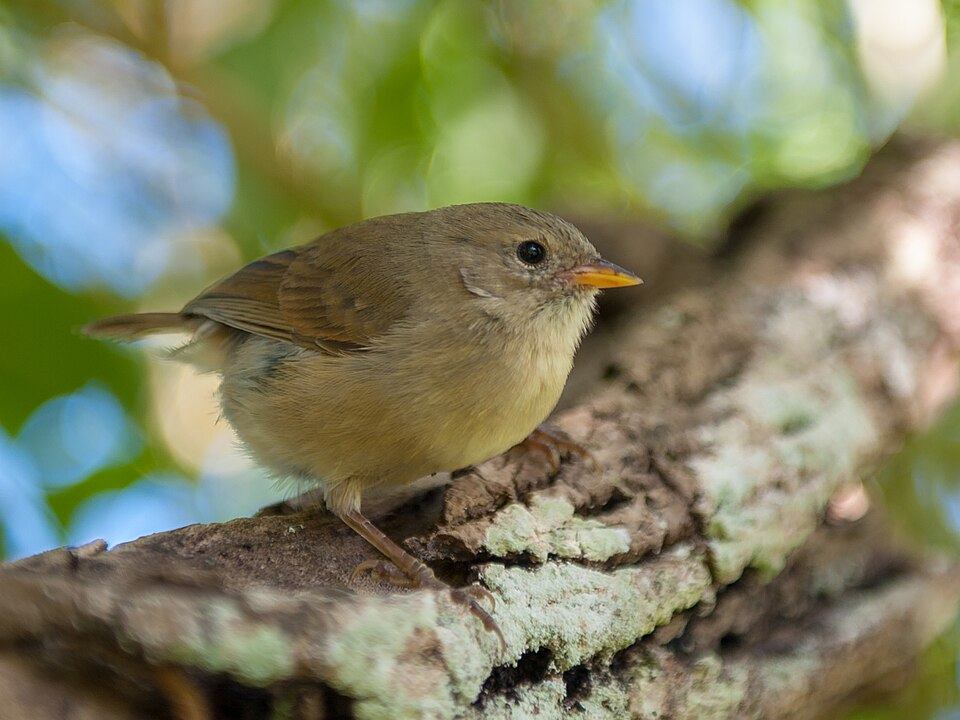 Green Warbler-Finch