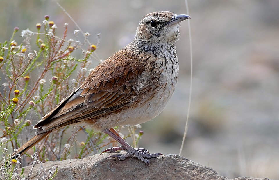 Benguela Long-billed Lark