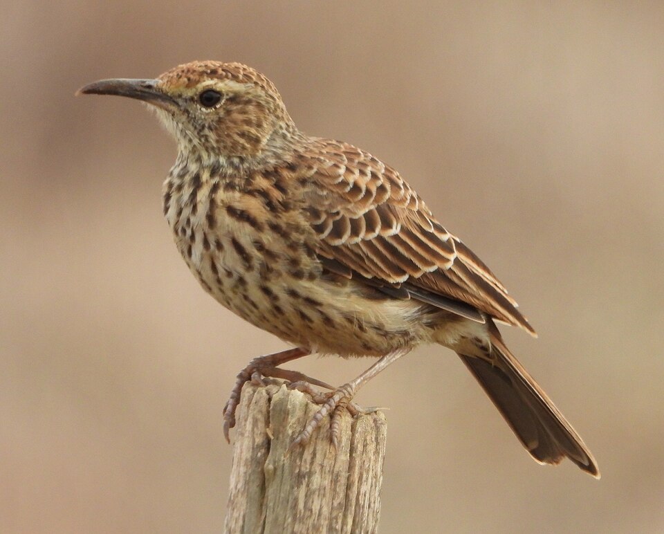 Agulhas Long-billed Lark