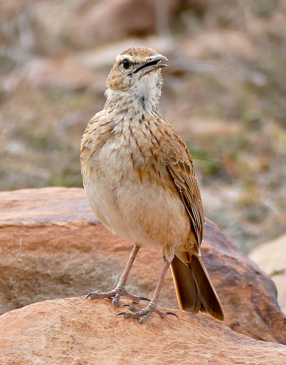 Eastern Long-billed Lark