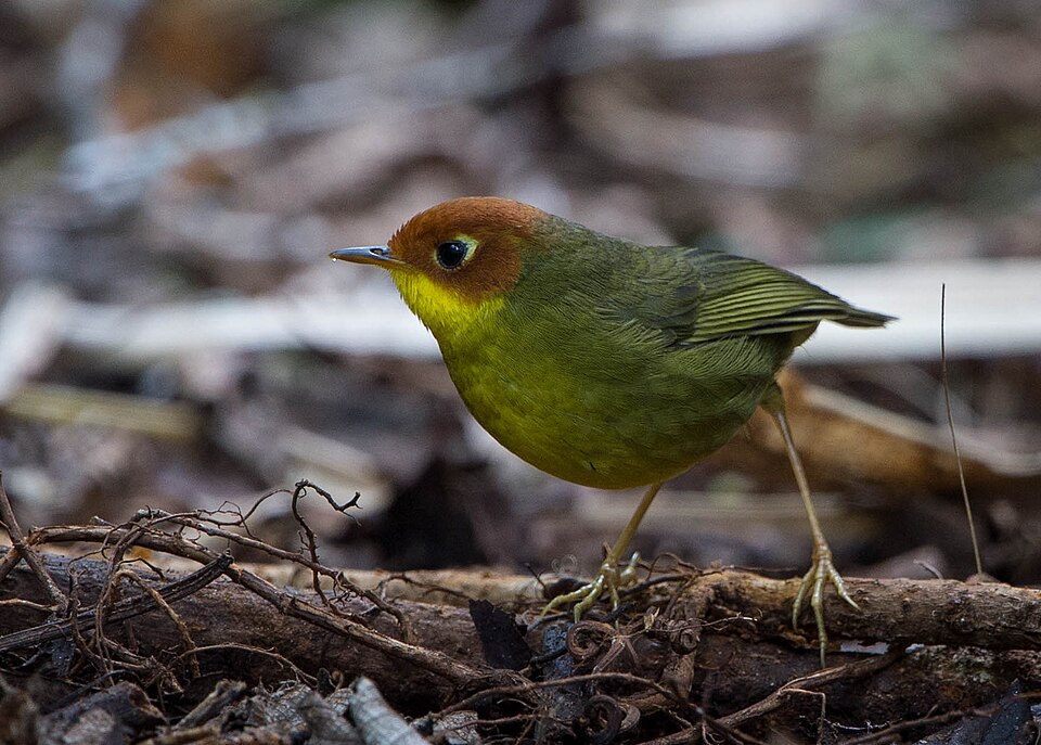Chestnut-headed Tesia