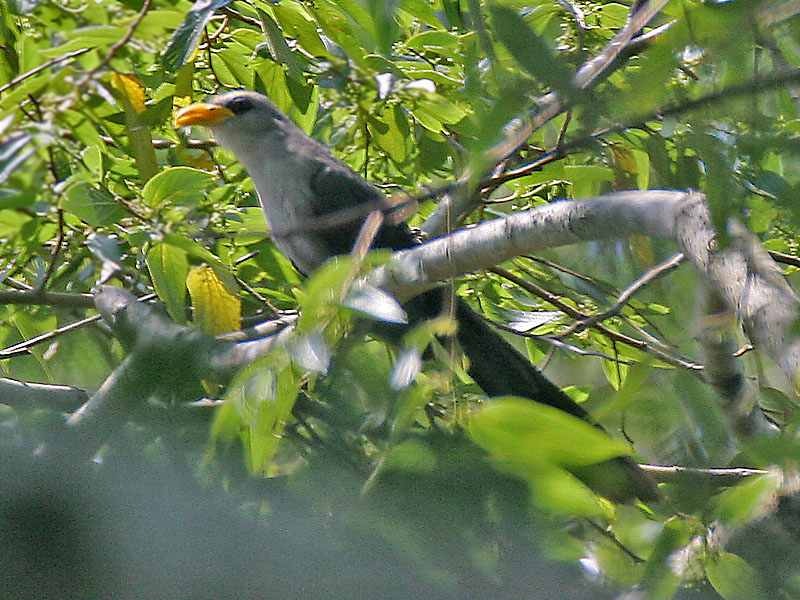 Green Malkoha