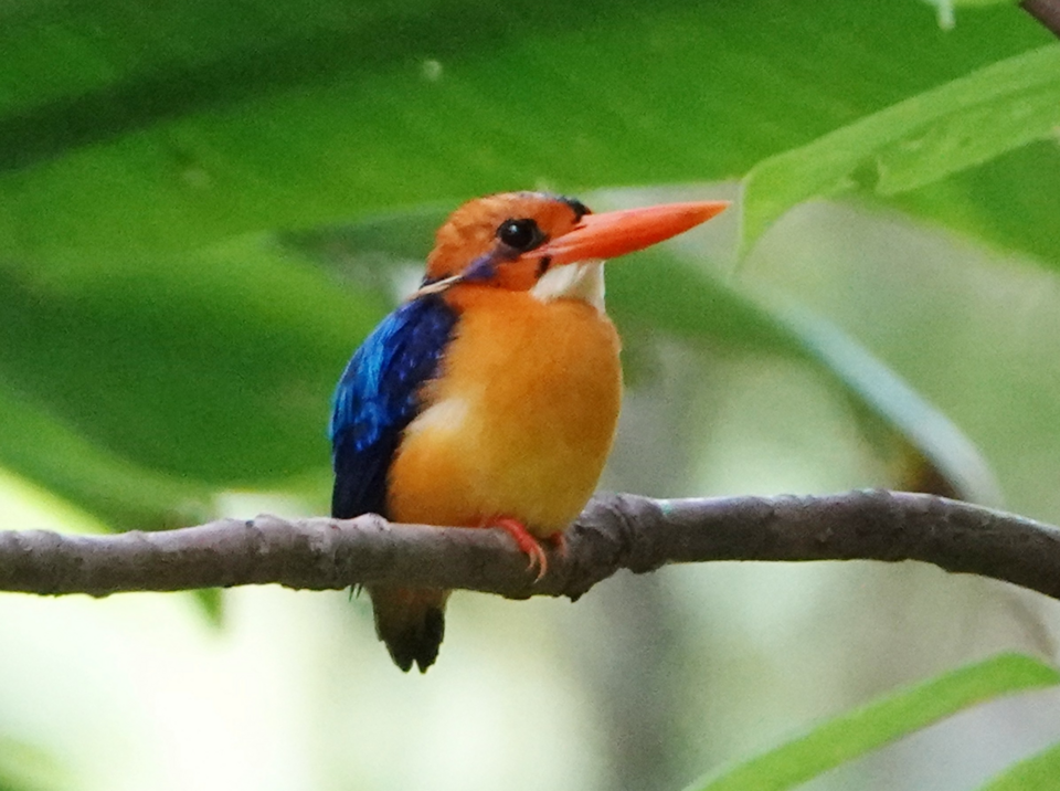 Manus Dwarf Kingfisher