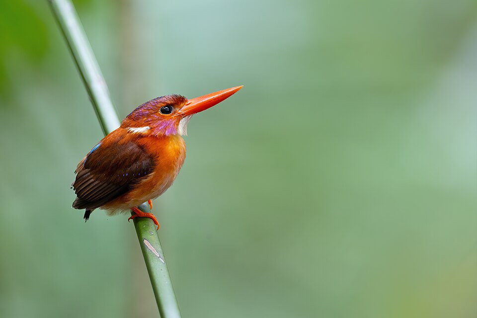 Sulawesi Dwarf Kingfisher