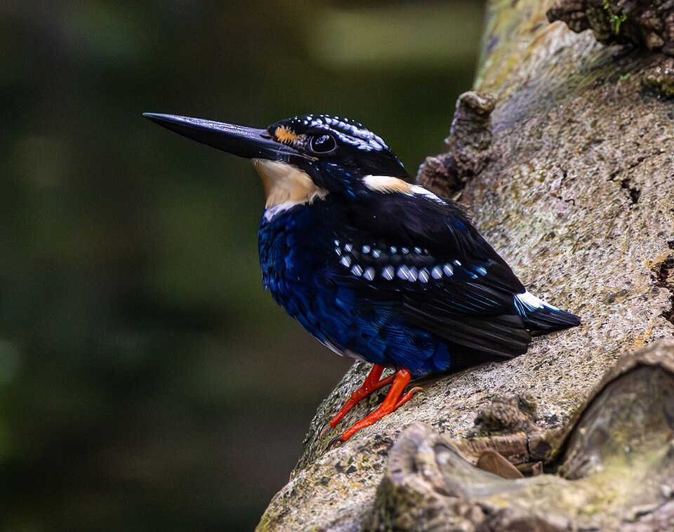 Northern Silvery Kingfisher