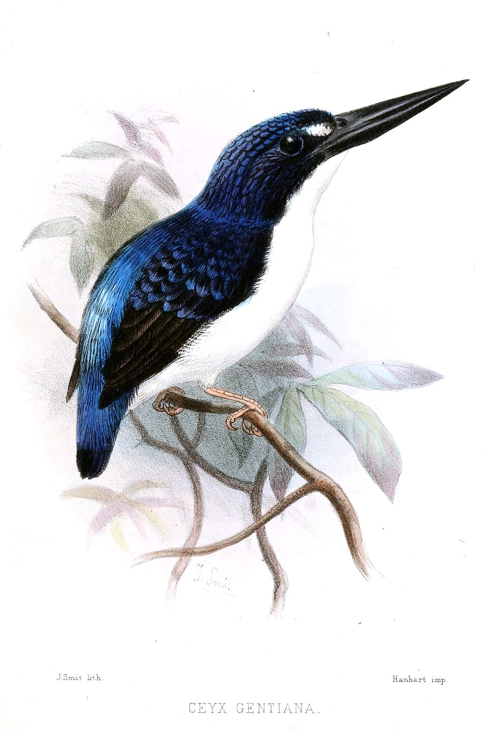 Makira Dwarf Kingfisher