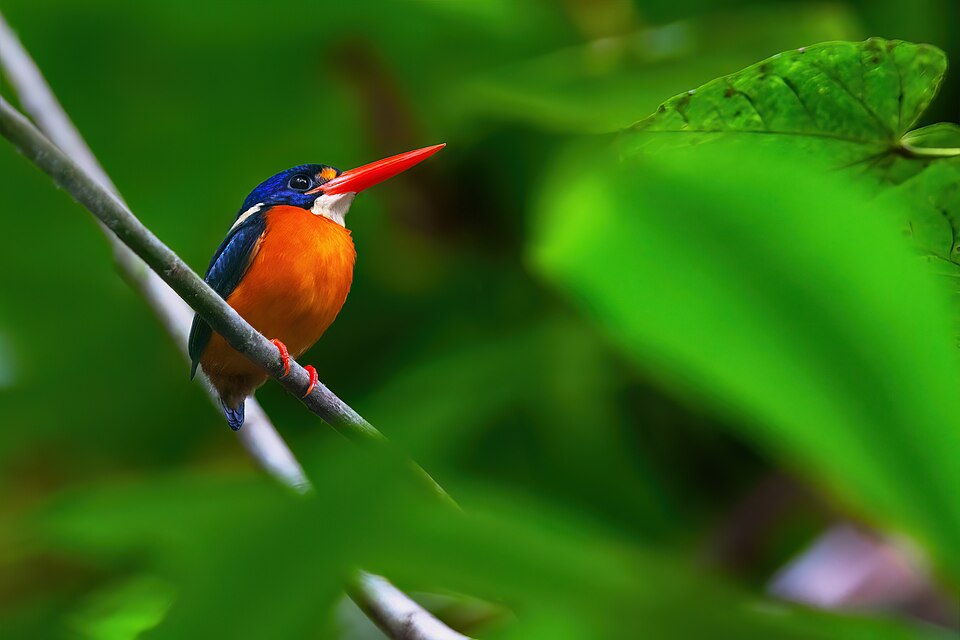 Moluccan Dwarf Kingfisher