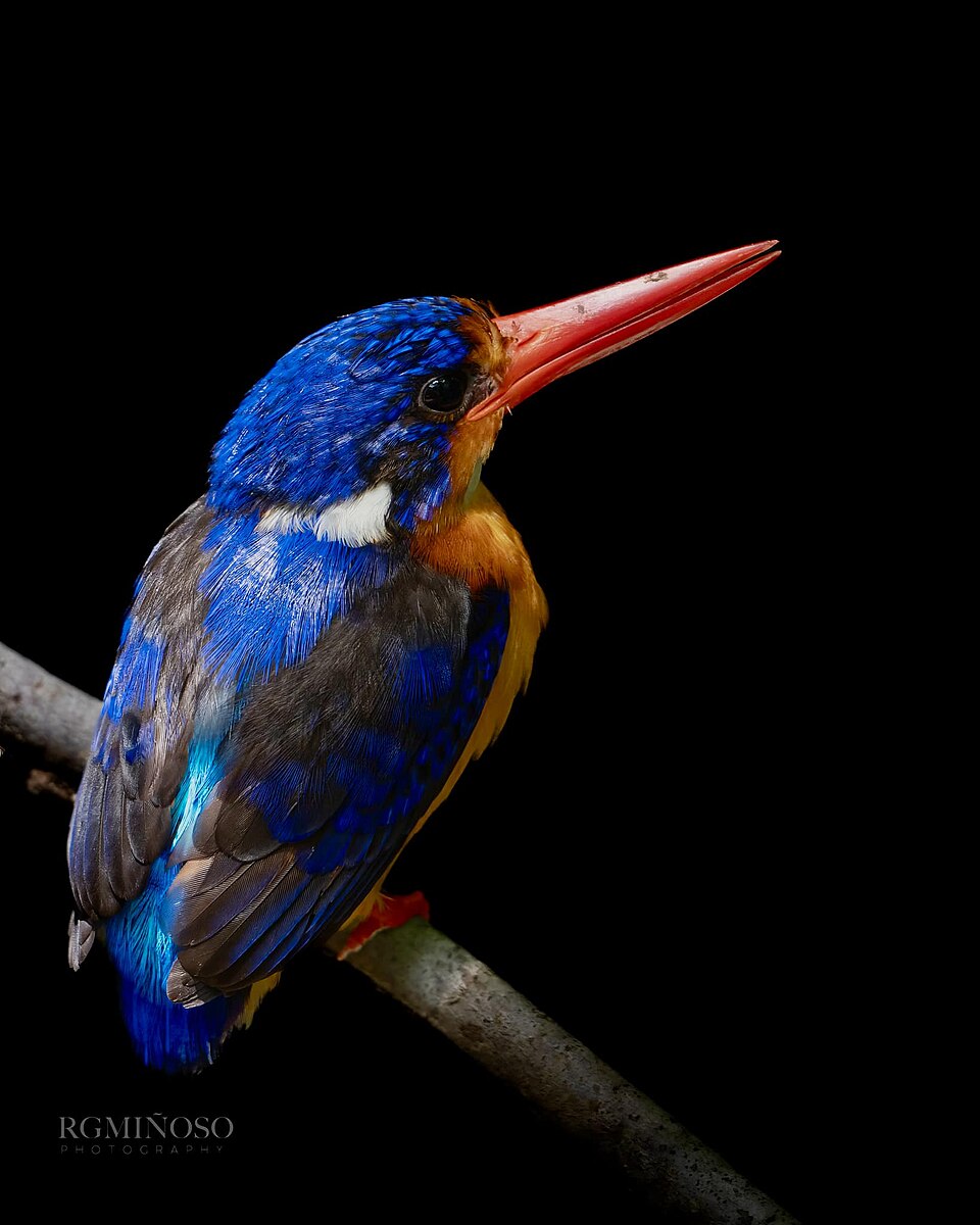 Dimorphic Dwarf Kingfisher