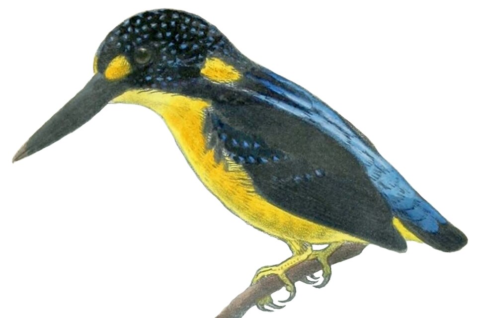 North Solomons Dwarf Kingfisher