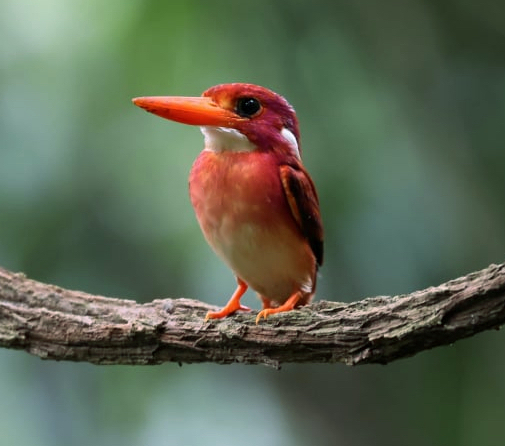 Philippine Dwarf Kingfisher