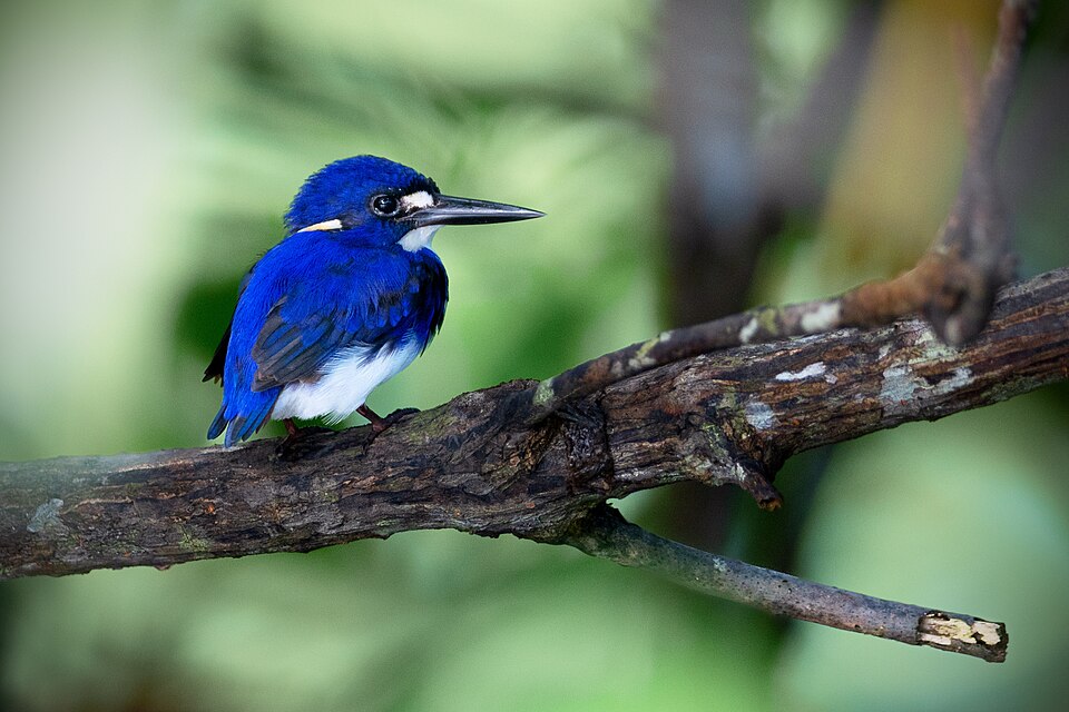 Little Kingfisher