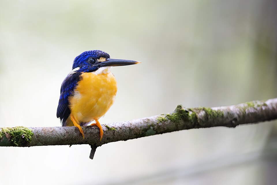 Papuan Dwarf Kingfisher