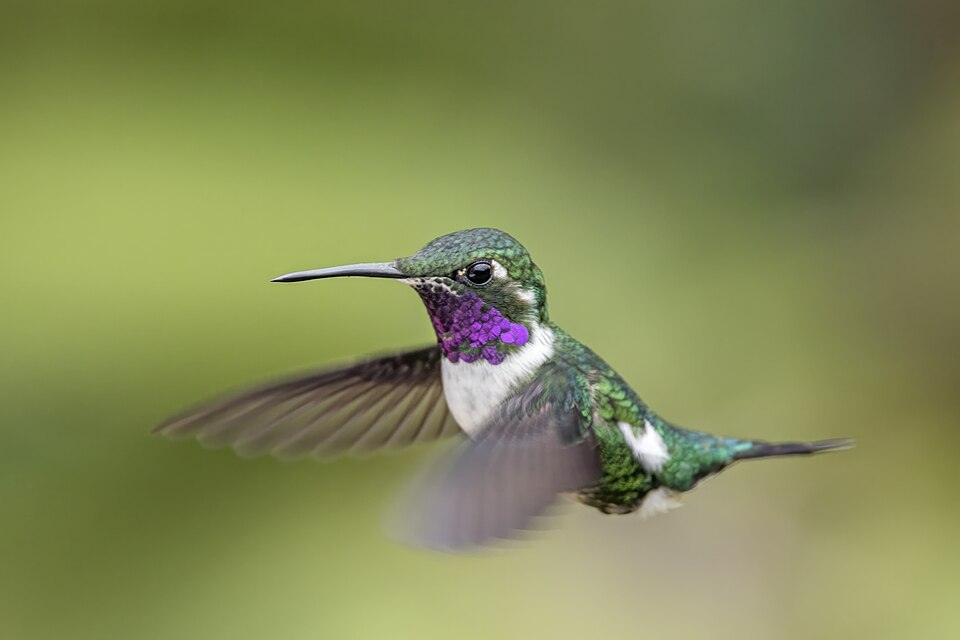 White-bellied Woodstar