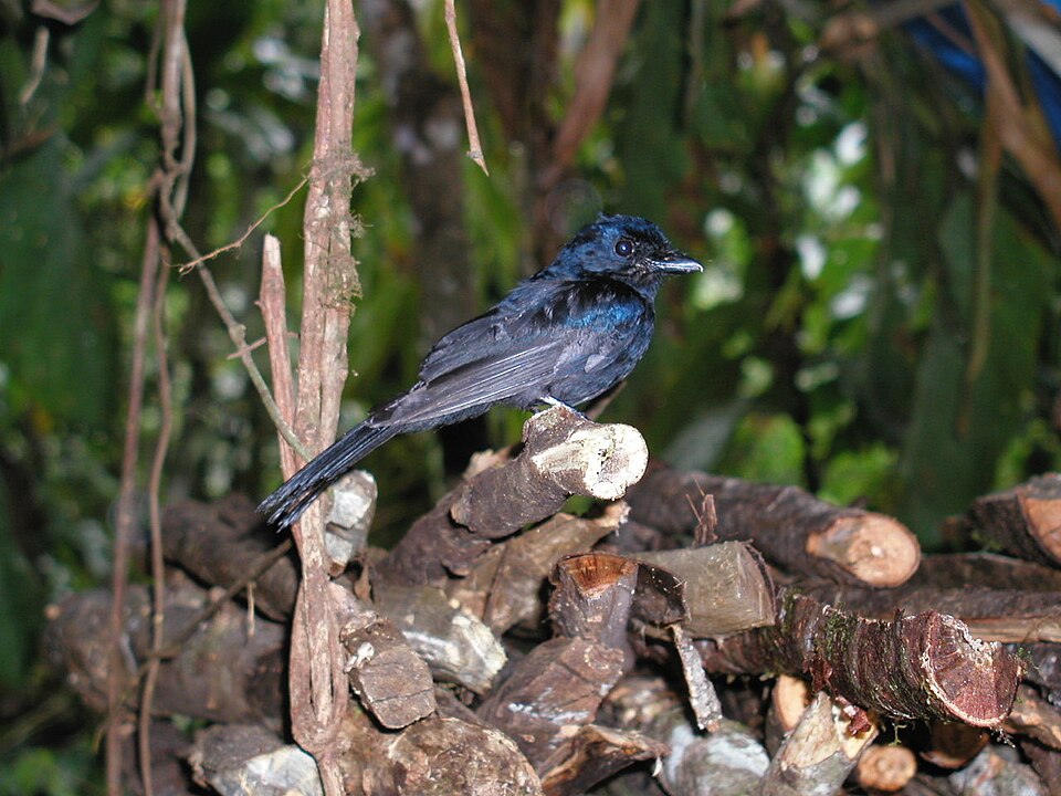 Drongo Fantail
