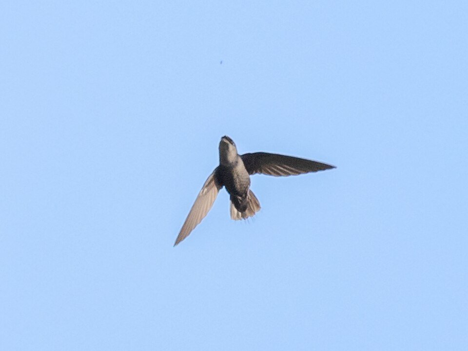 Chapman's Swift