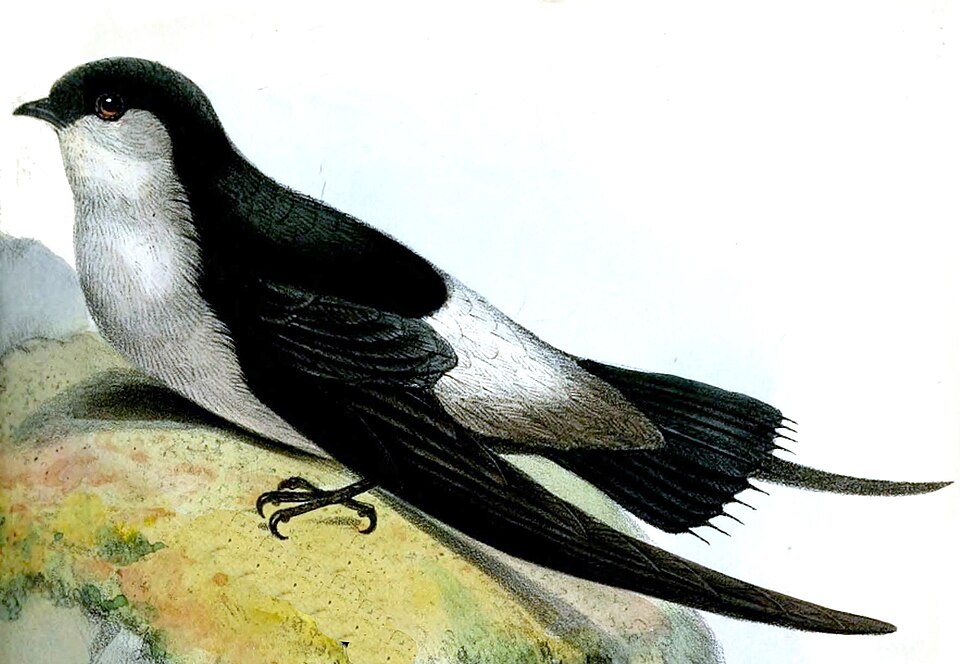 Grey-rumped Swift