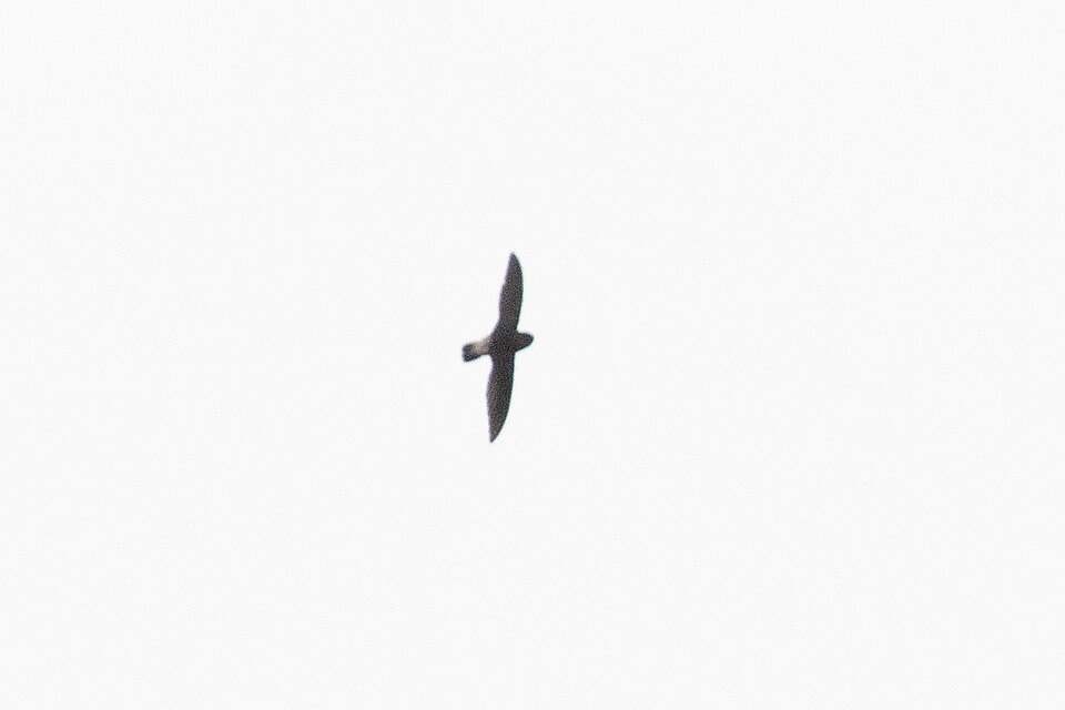 Pale-rumped Swift