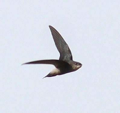 Costa Rican Swift