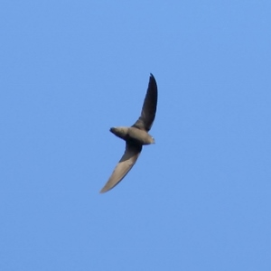 Sick's Swift