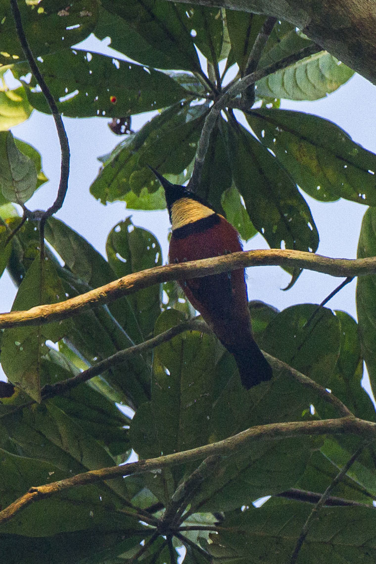 Buff-throated Sunbird