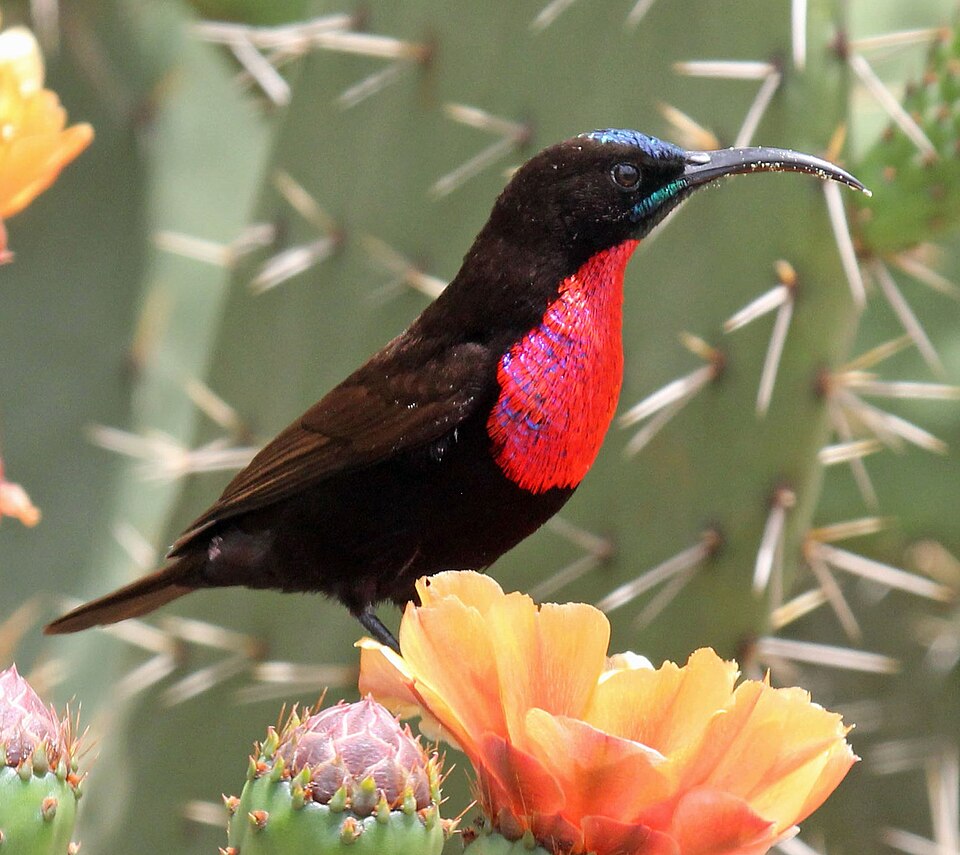 Hunter's Sunbird