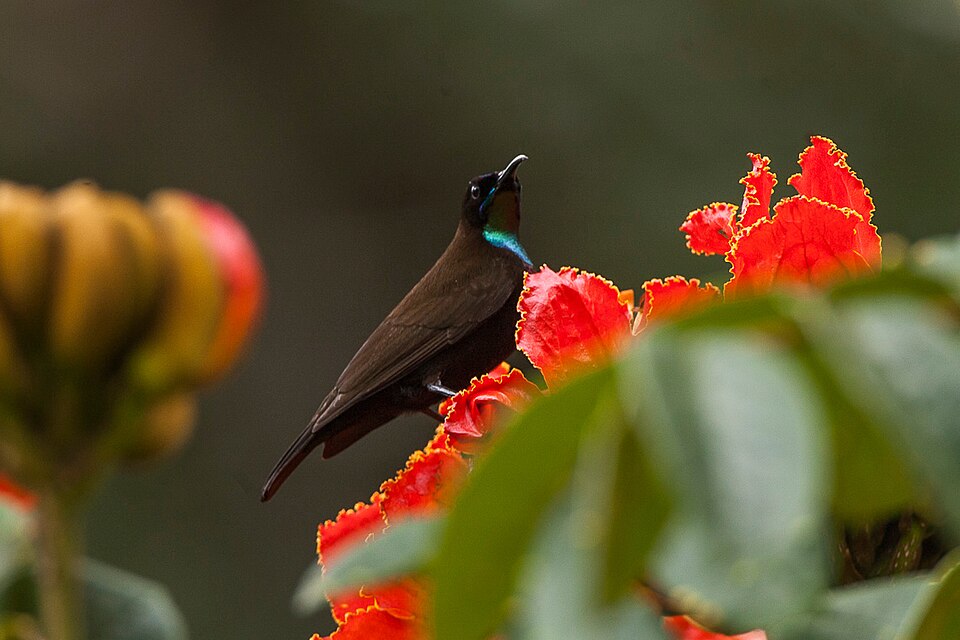 Green-throated Sunbird