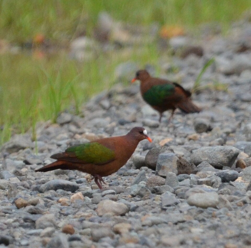 Stephan's Emerald Dove