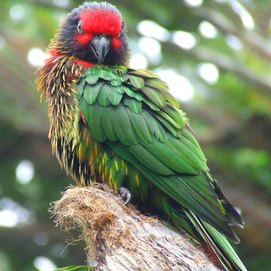 Yellowish-streaked Lory