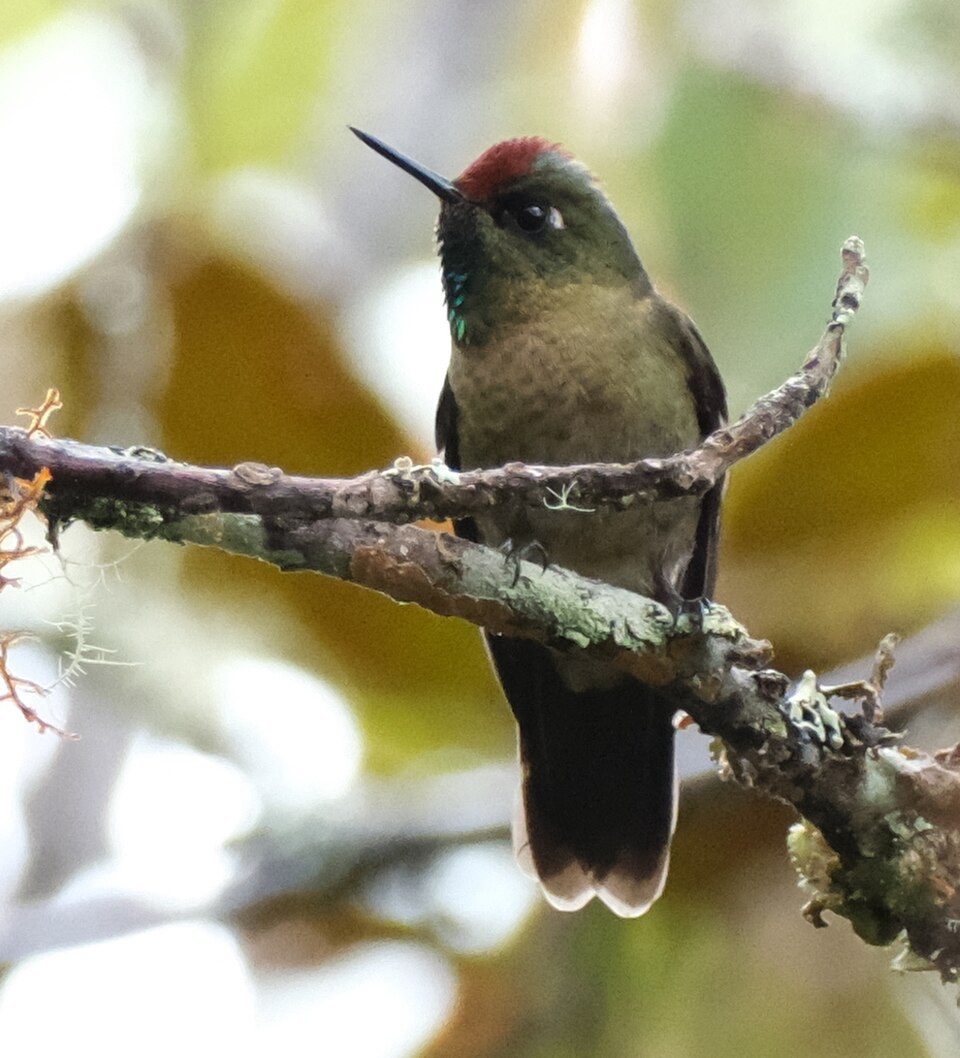 Rufous-capped Thornbill