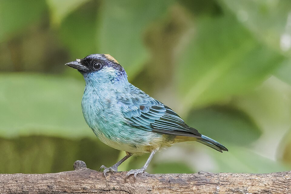 Golden-naped Tanager