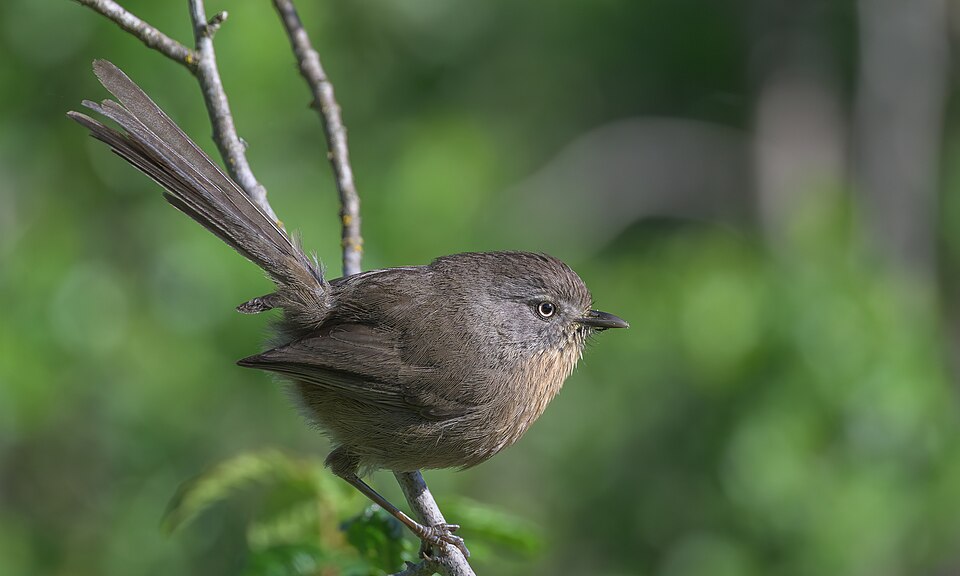 Wrentit
