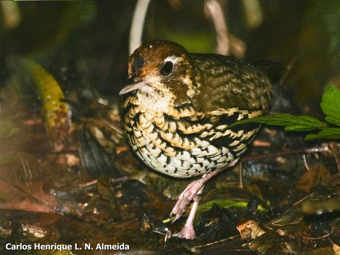 Short-tailed Antthrush