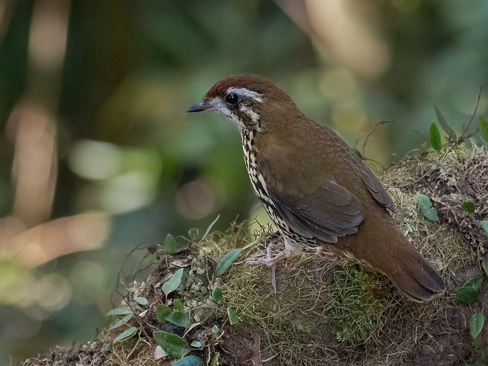 Cryptic Antthrush