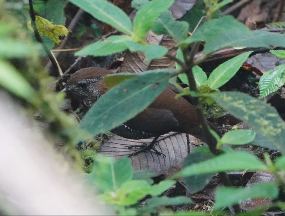 Barred Antthrush